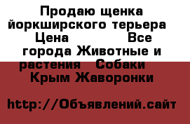 Продаю щенка йоркширского терьера  › Цена ­ 20 000 - Все города Животные и растения » Собаки   . Крым,Жаворонки